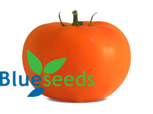Sementes de Tomate Blueseeds BS IS0112 - Indeterminado Salada Longa Vida - 1000 unidades